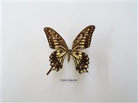 藏品(柑橘鳳蝶)的圖片